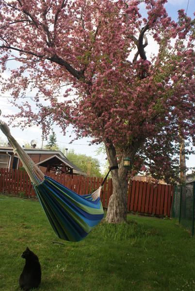 Eco-Friendly Hammock Tree Straps w/ Steel Carabiners